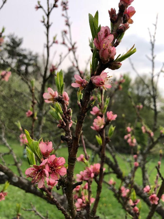 Sonnenhof Lägenhet Limbach im Burgenland Exteriör bild