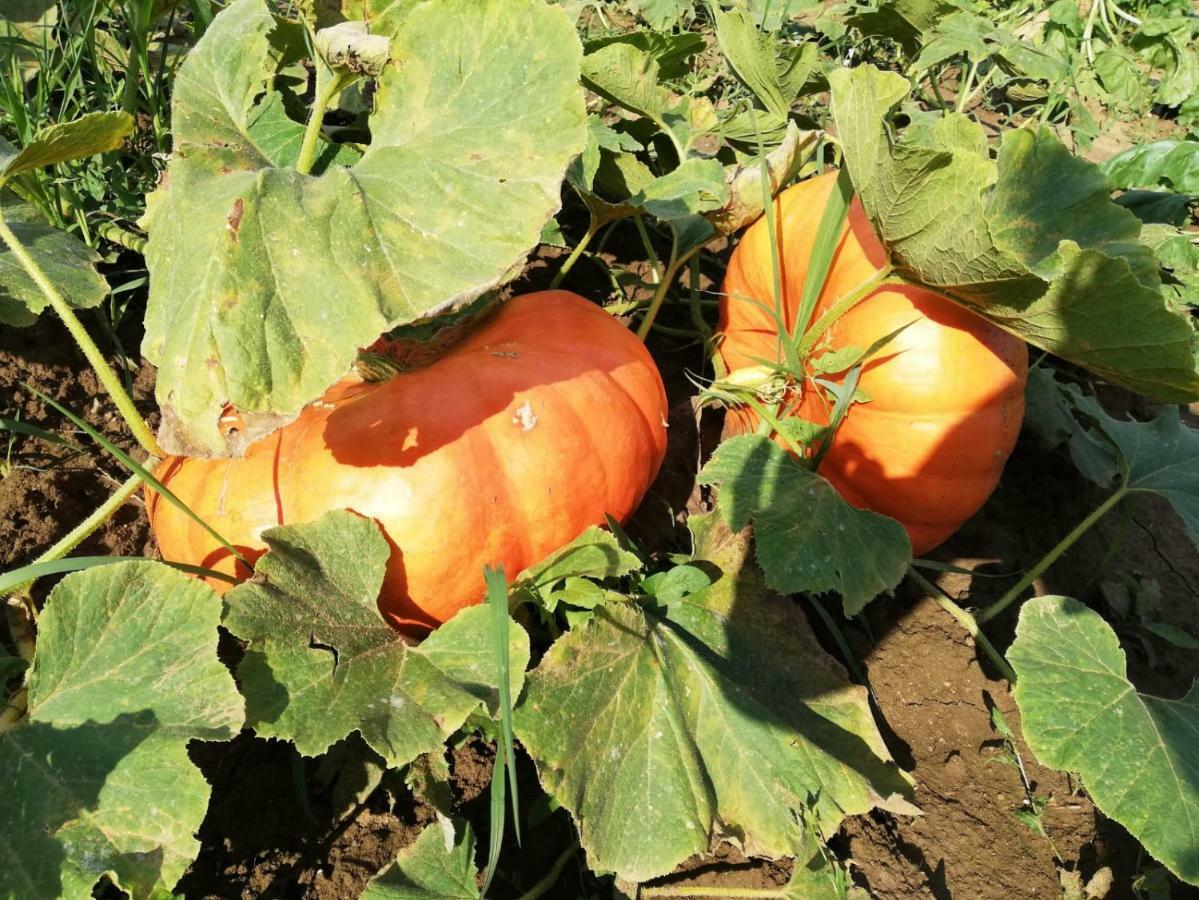 Sonnenhof Lägenhet Limbach im Burgenland Exteriör bild